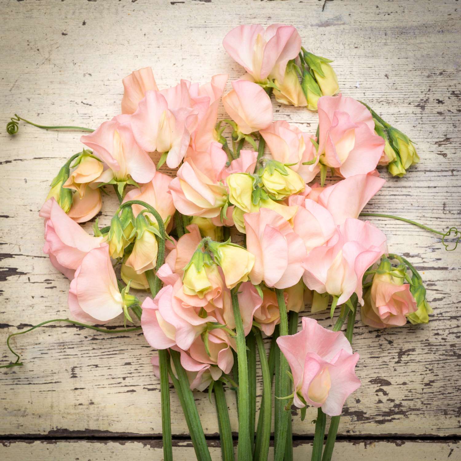 Pronkerwt 'Spring Sunshine Champagne' (zaden)