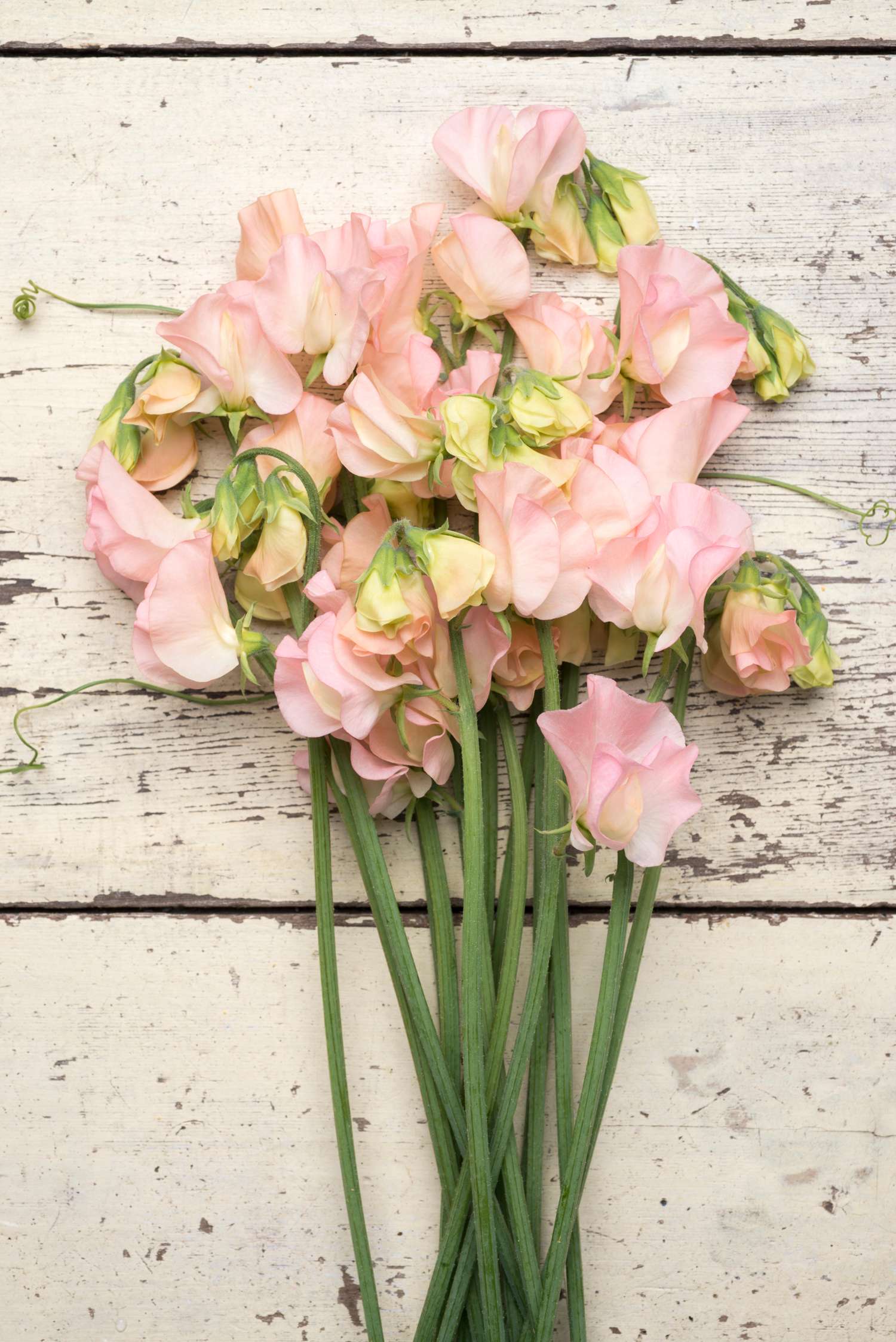 Pronkerwt 'Spring Sunshine Champagne' (zaden)
