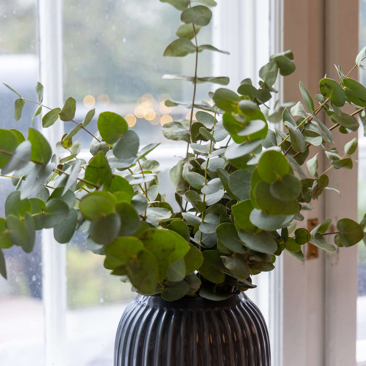 Eucalyptus 'Baby Blue Bouquet' (zaden)