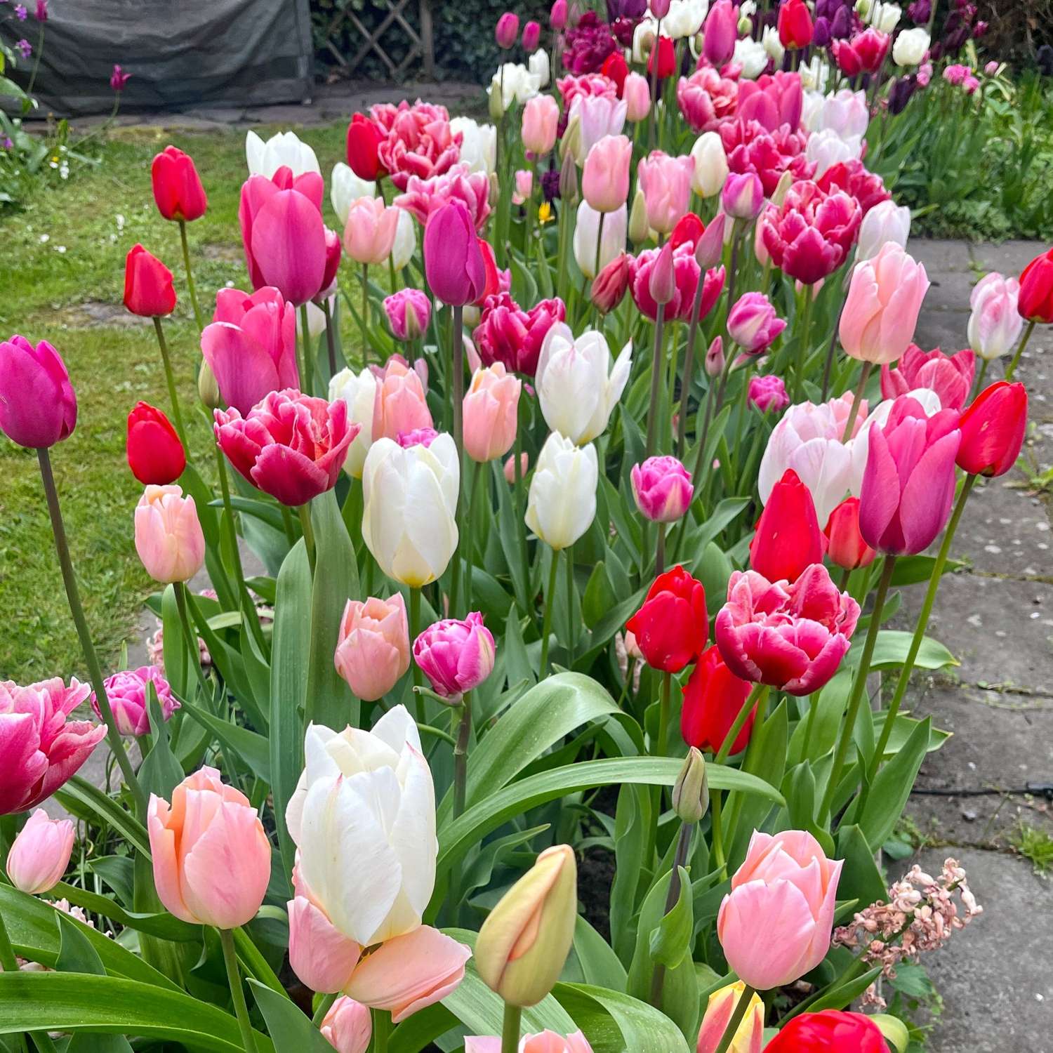 Exclusief mengsel 'Svaneke Delight'