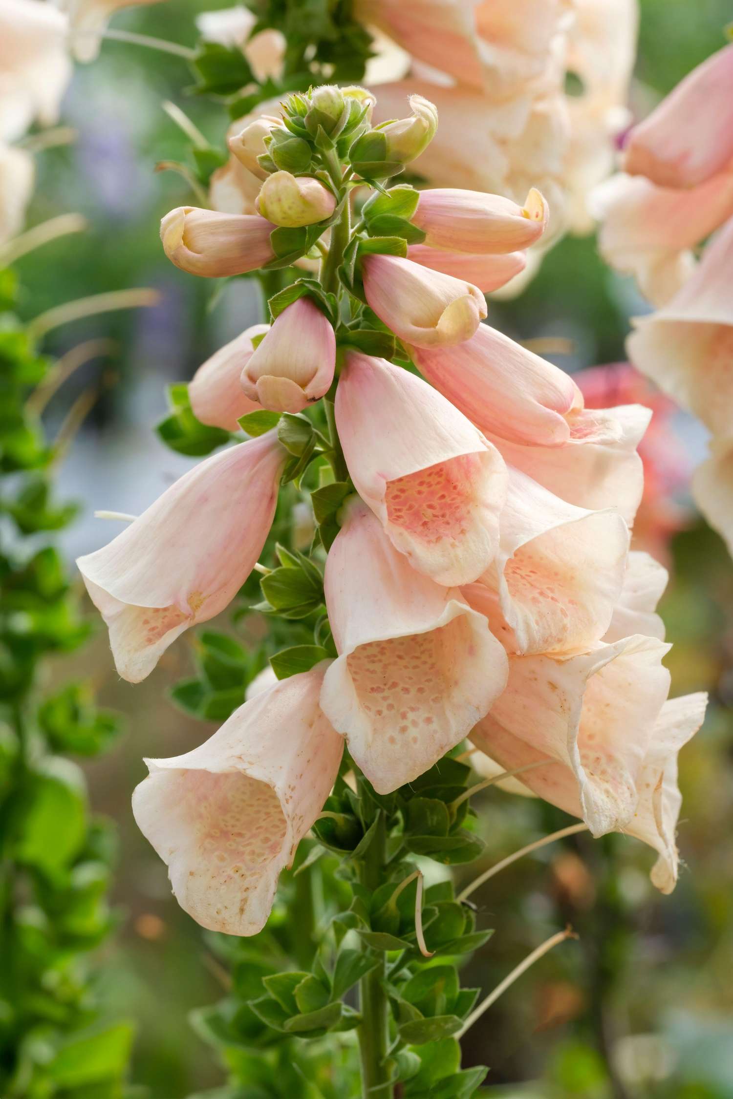 Vingerhoedskruid 'Dalmatian Peach' (zaden)