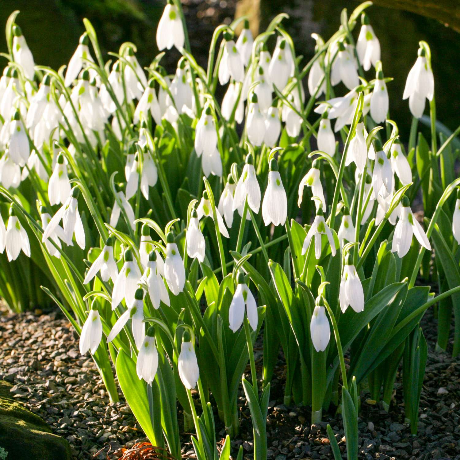 Sneeuwklokje 'Elwesii'