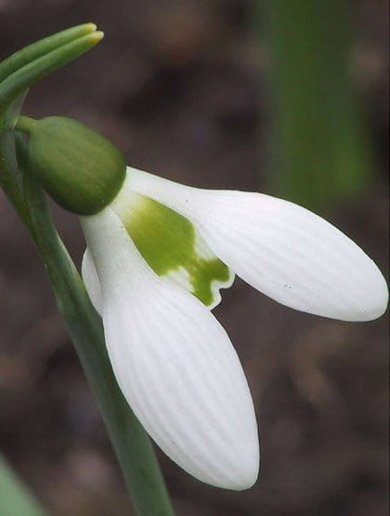Sneeuwklokje 'Elwesii'