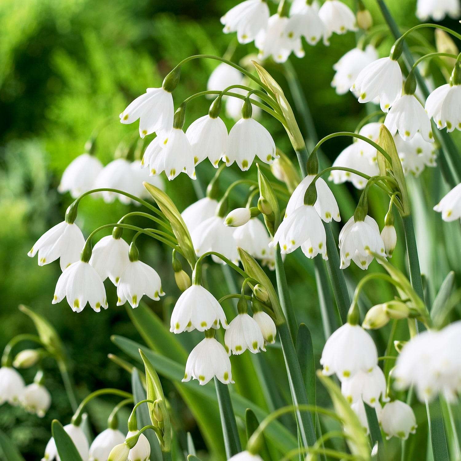 Groot Sneeuwklokje 'Gravetye Giant'