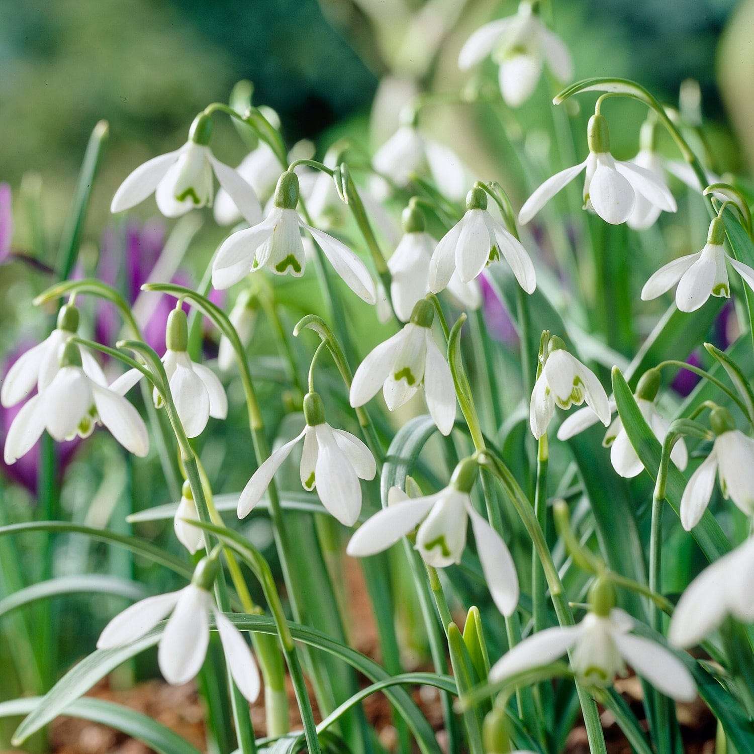 Sneeuwklokje 'Nivalis'
