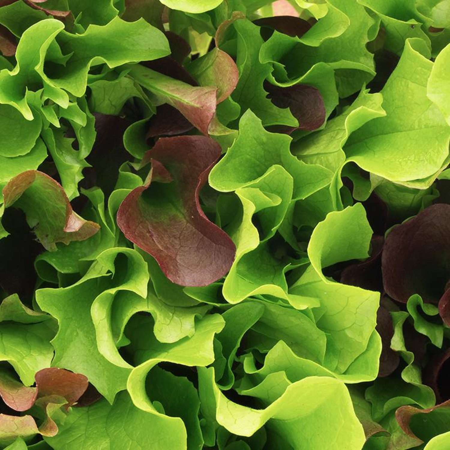 Sla 'Salat Mix Mesclun' (BIO zaden)