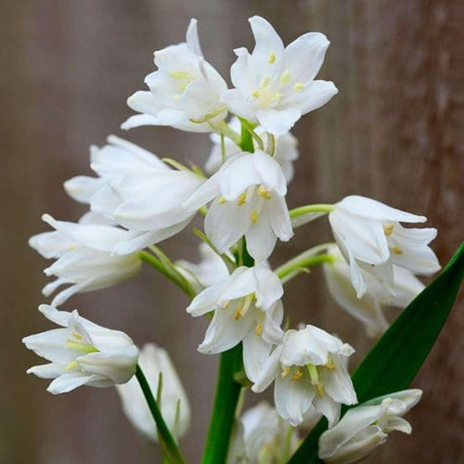 Spaanse Scilla 'Alba Maxima'