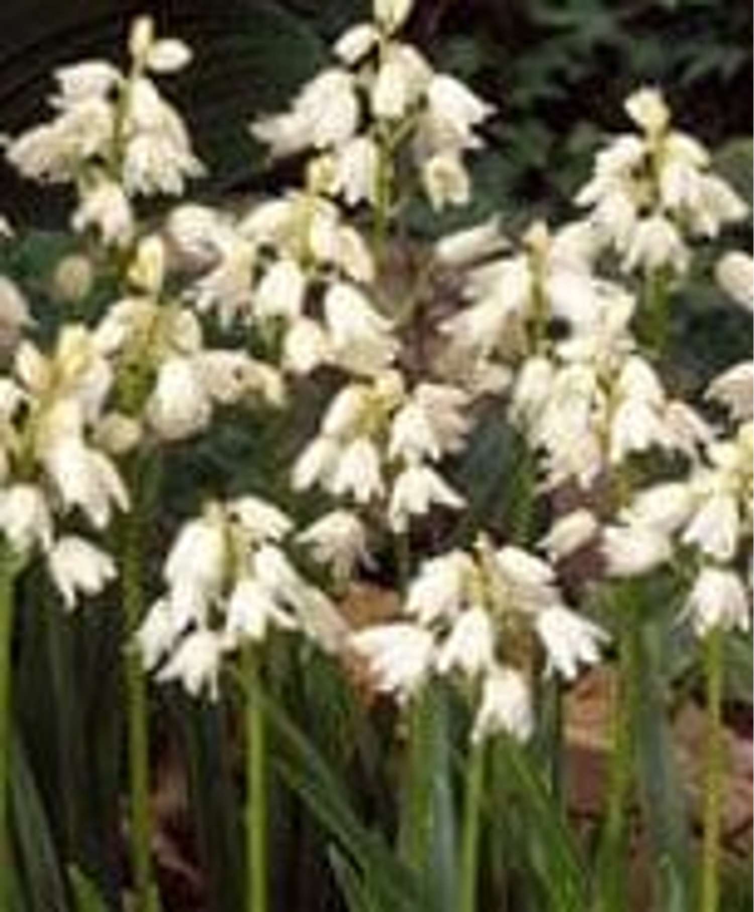 Spaanse Scilla 'Alba Maxima'