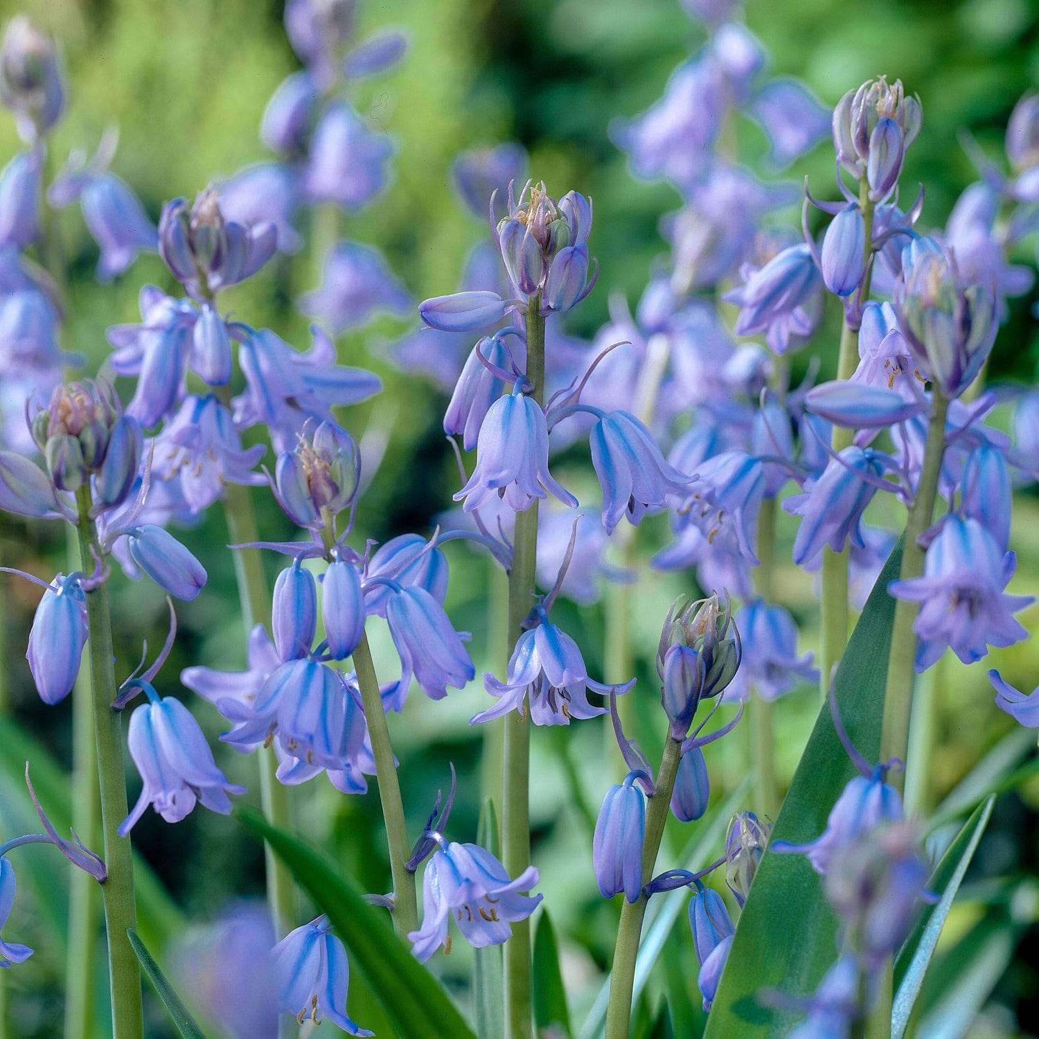 Spaanse Scilla 'Blue'