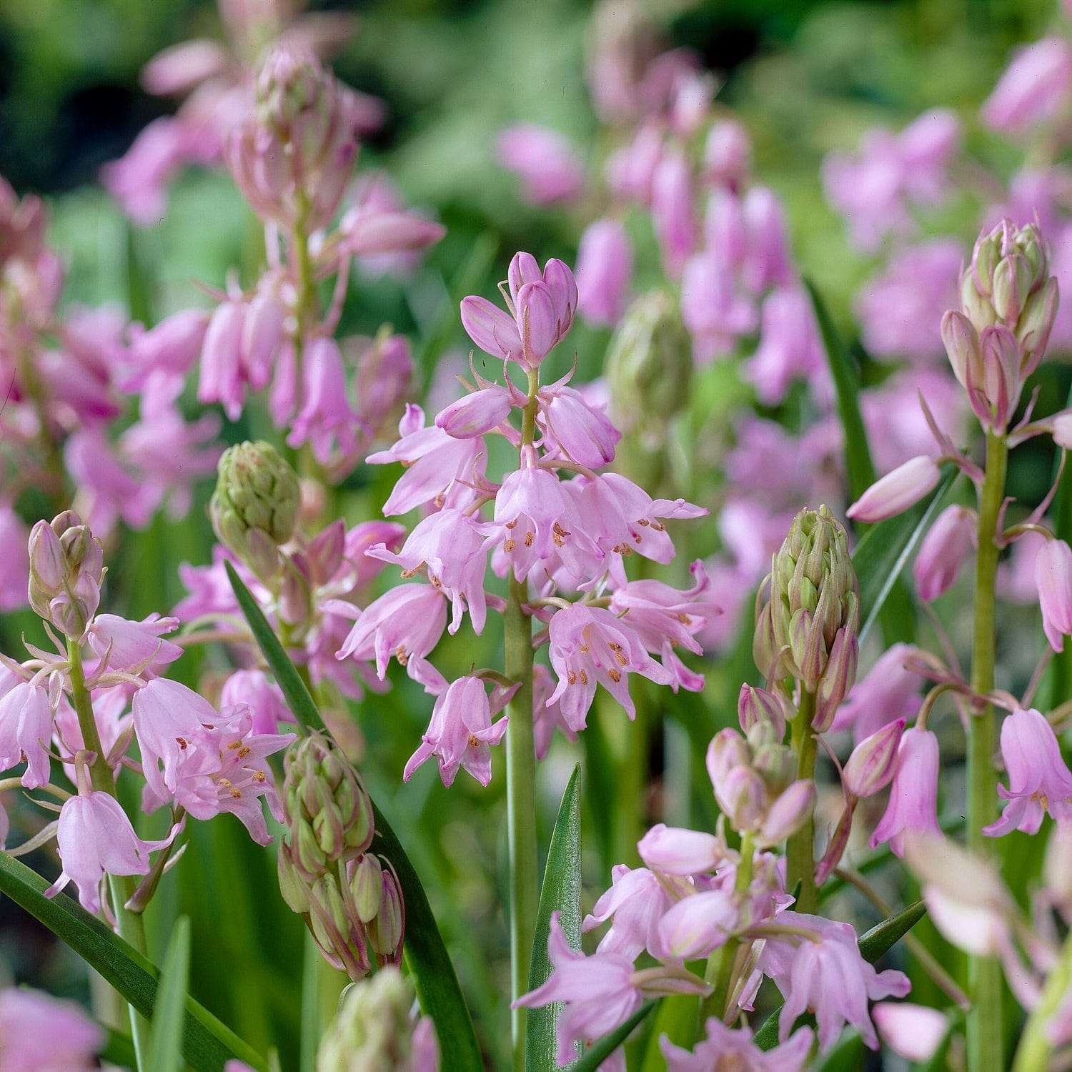 Spaanse Scilla 'Dainty Maid'