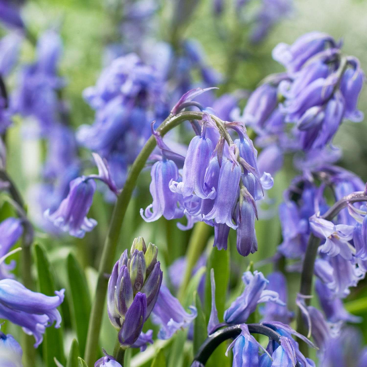 Spaanse Scilla 'Bluebell Non scripta'