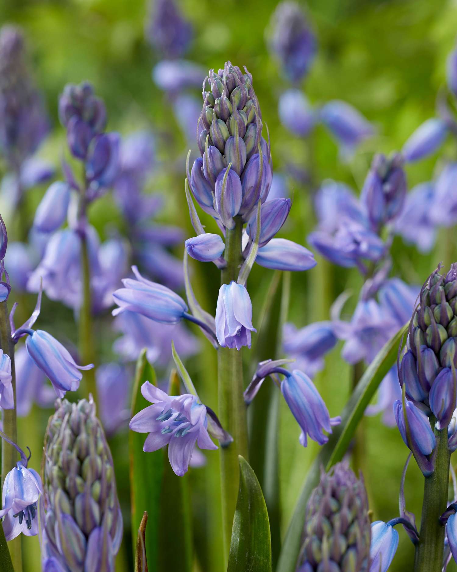 Spaanse Scilla 'Excelsior'