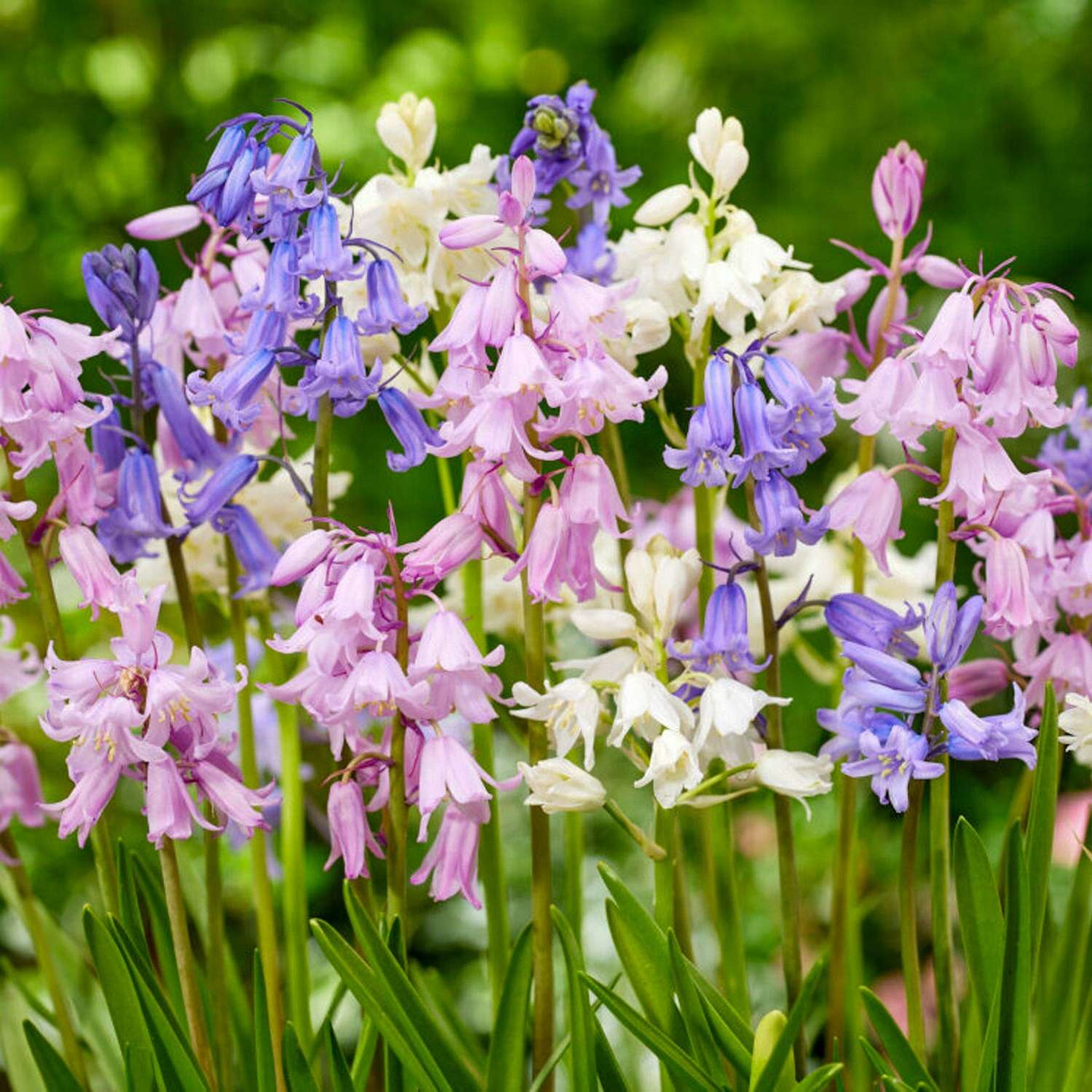 Spaanse Scilla Mix