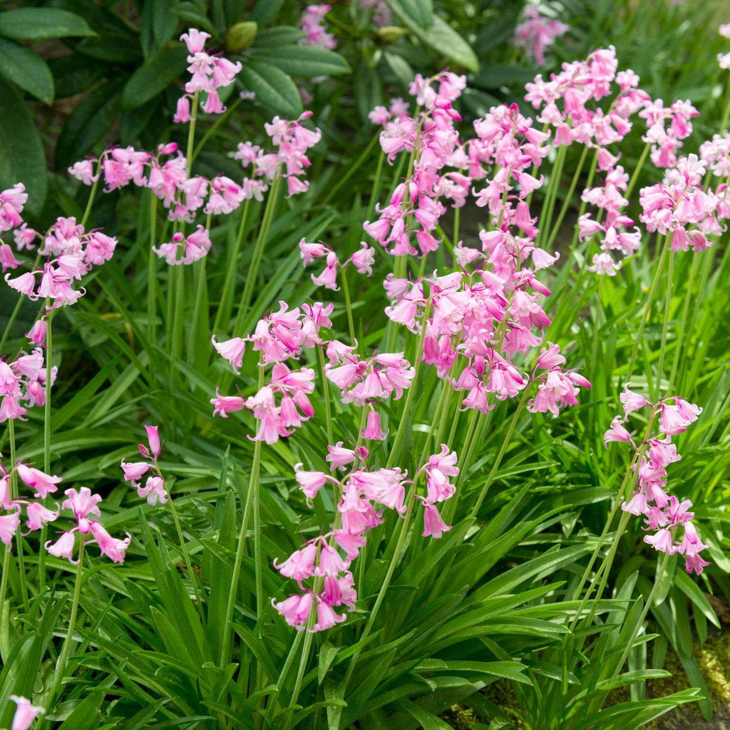 Spaanse Scilla 'Rose Queen'