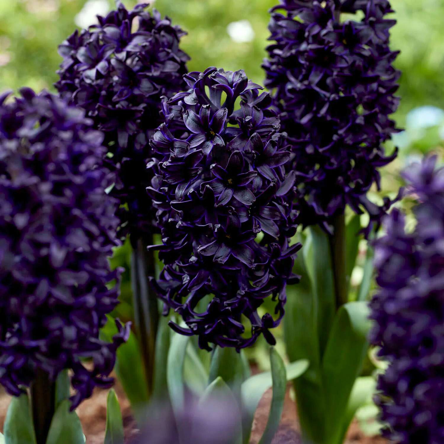 Hyacint 'Midnight Sky'