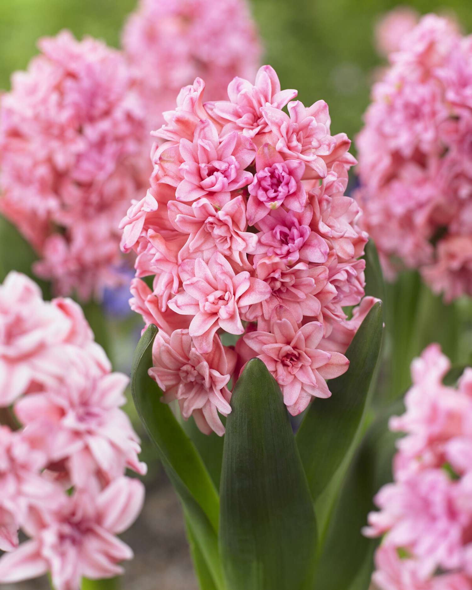 Hyacint 'Spring Beauty'