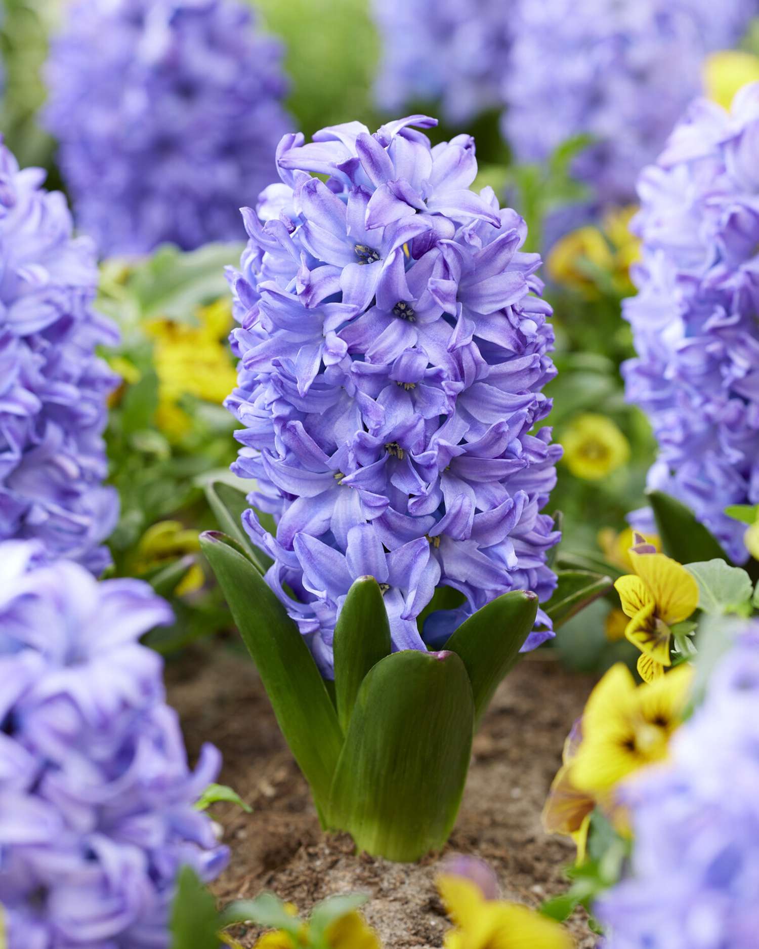 Hyacint 'Aqua'