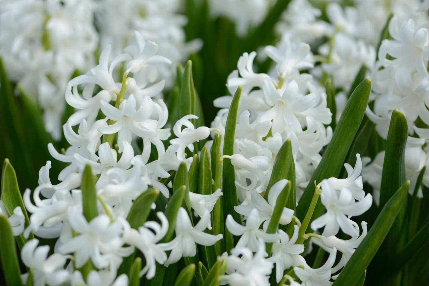 Hyacint 'Carnegie'