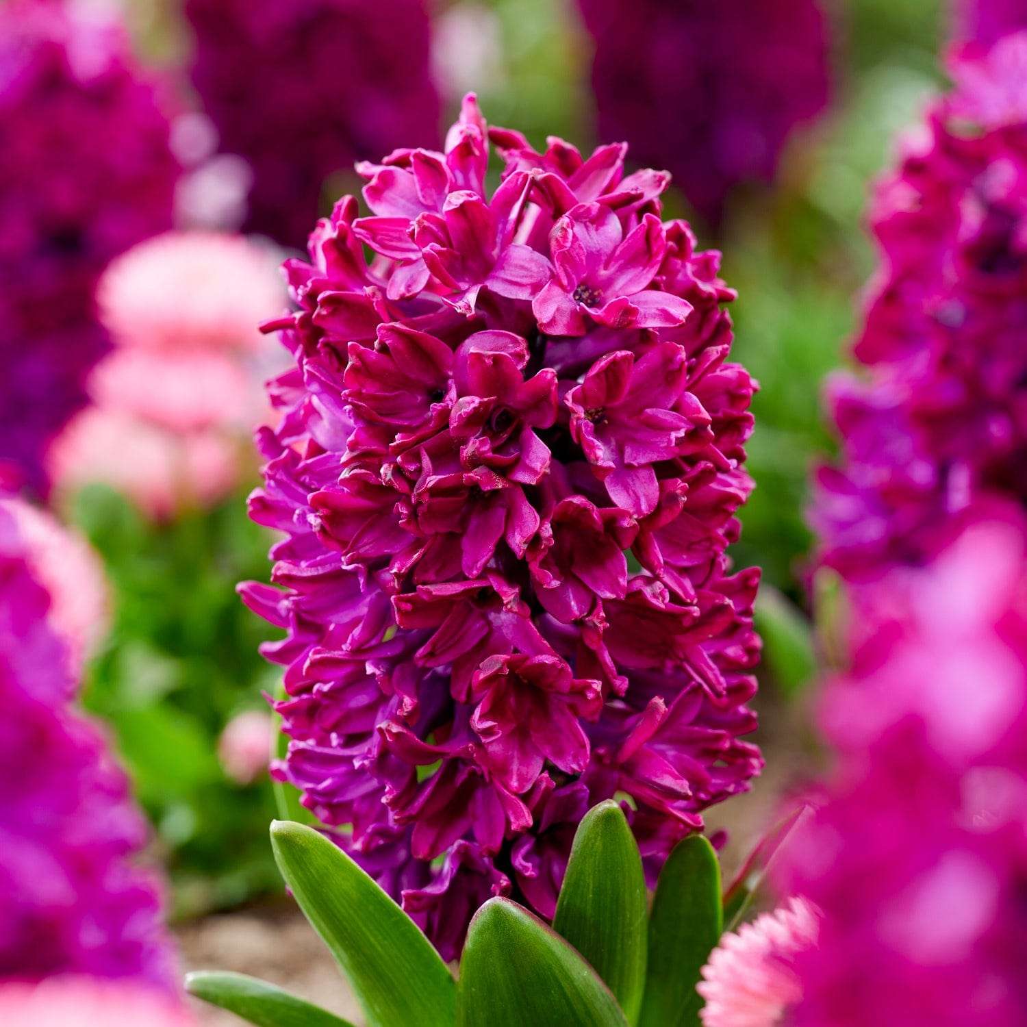 Hyacint 'Woodstock'
