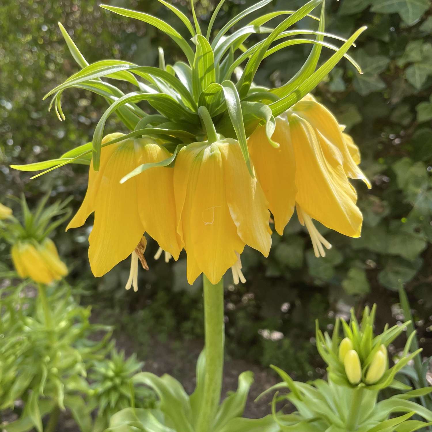 Keizerskroon Imperialis Lutea