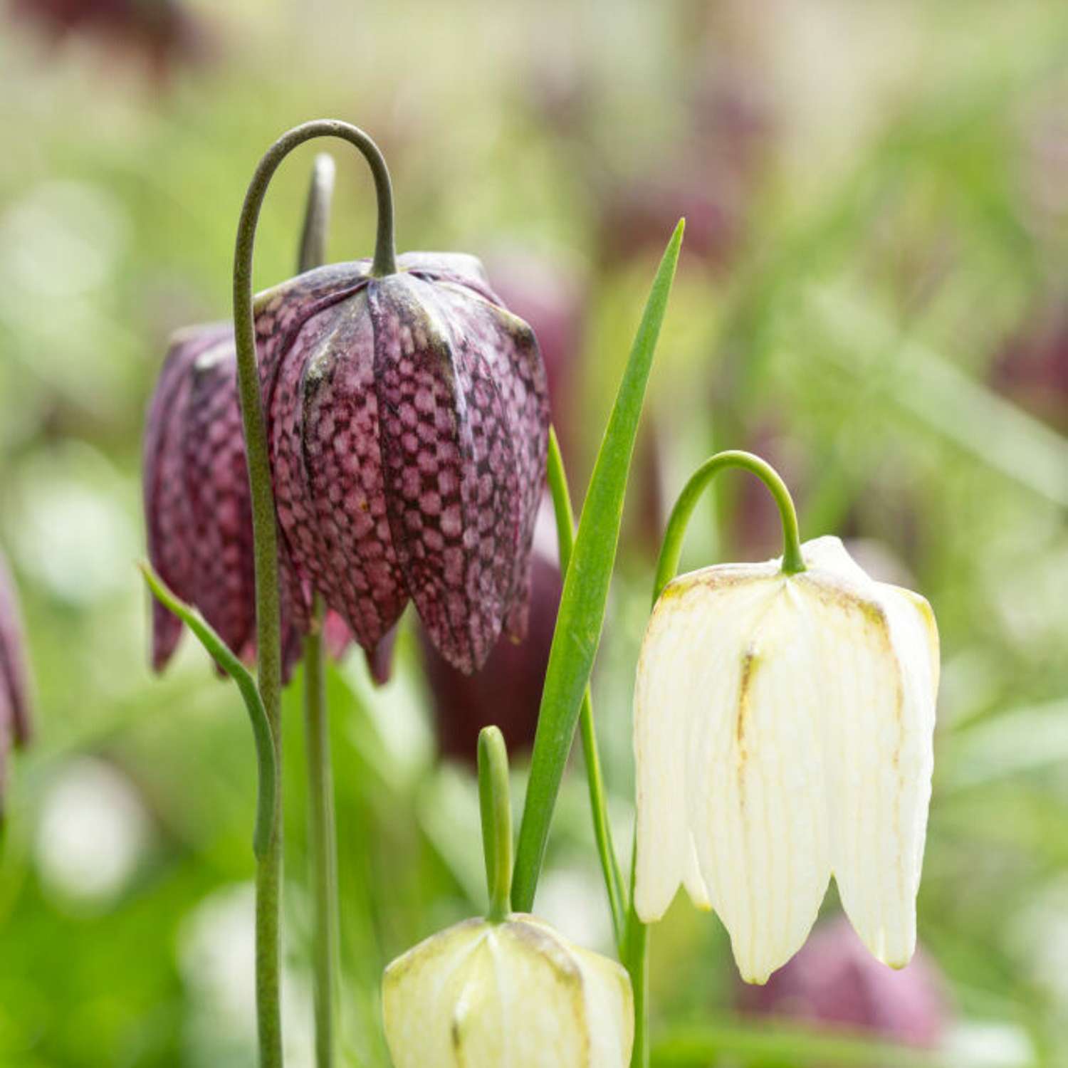 Kievitsbloem violet/wit - Meleagris