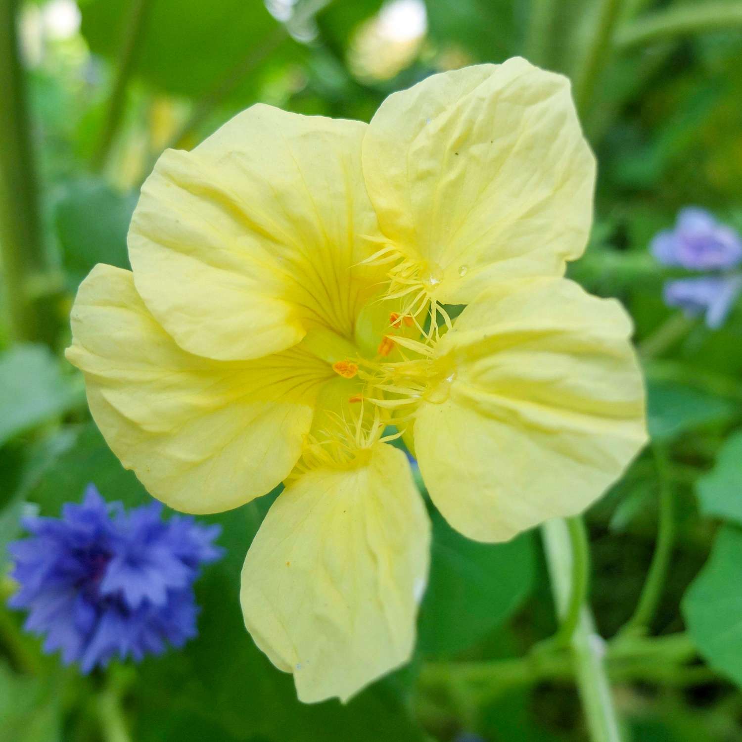 Oost-Indische kers 'Milkmaid' (zaden)
