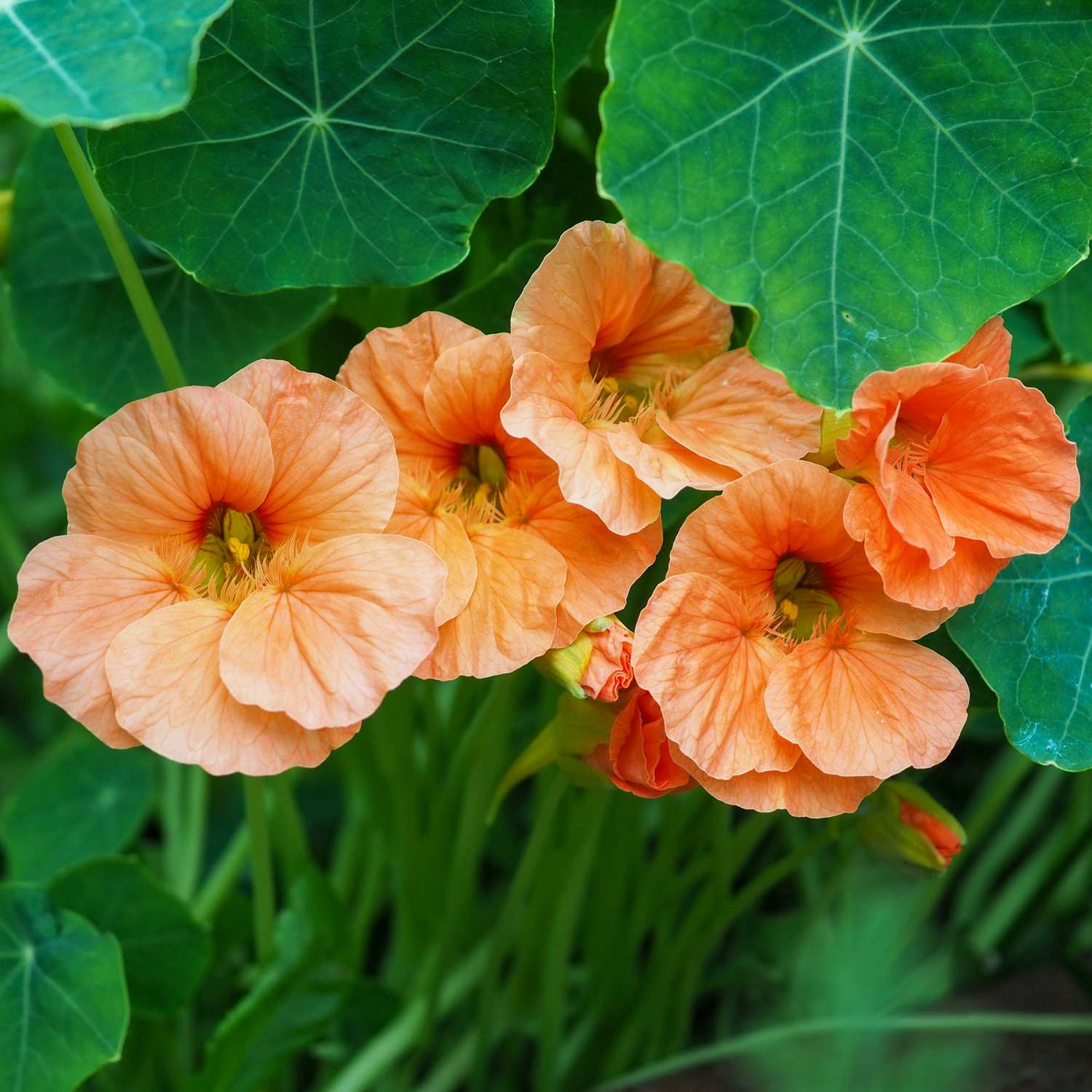 Oost-Indische kers 'Salmon Baby' (zaad)