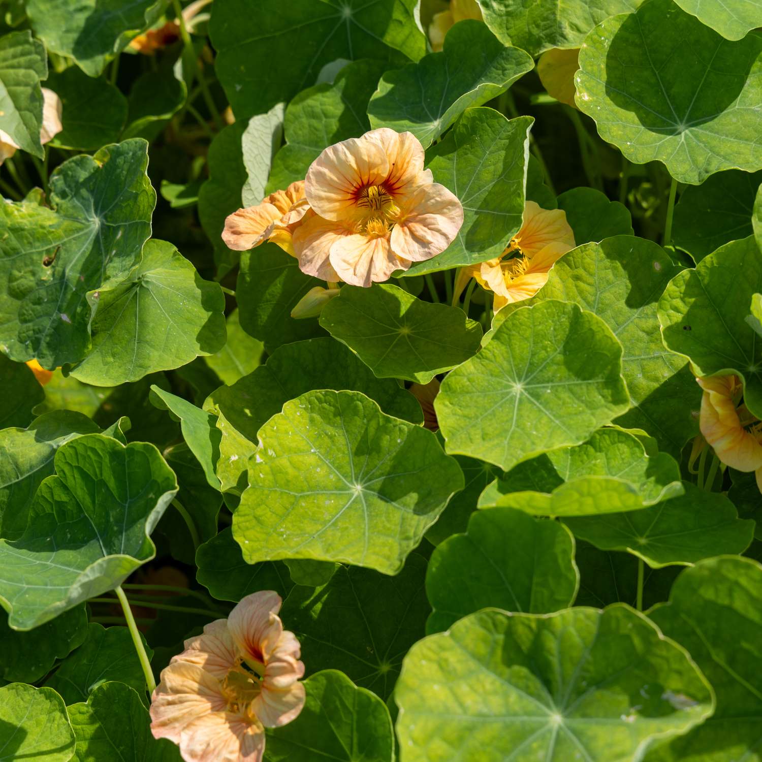 Oost-Indische kers 'Tip Top Apricot' (zaden)