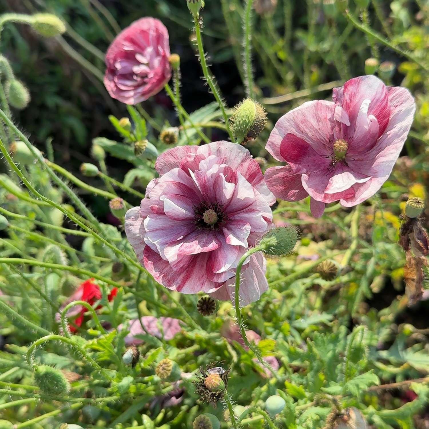 Klaproos 'Pandora' (zaden)
