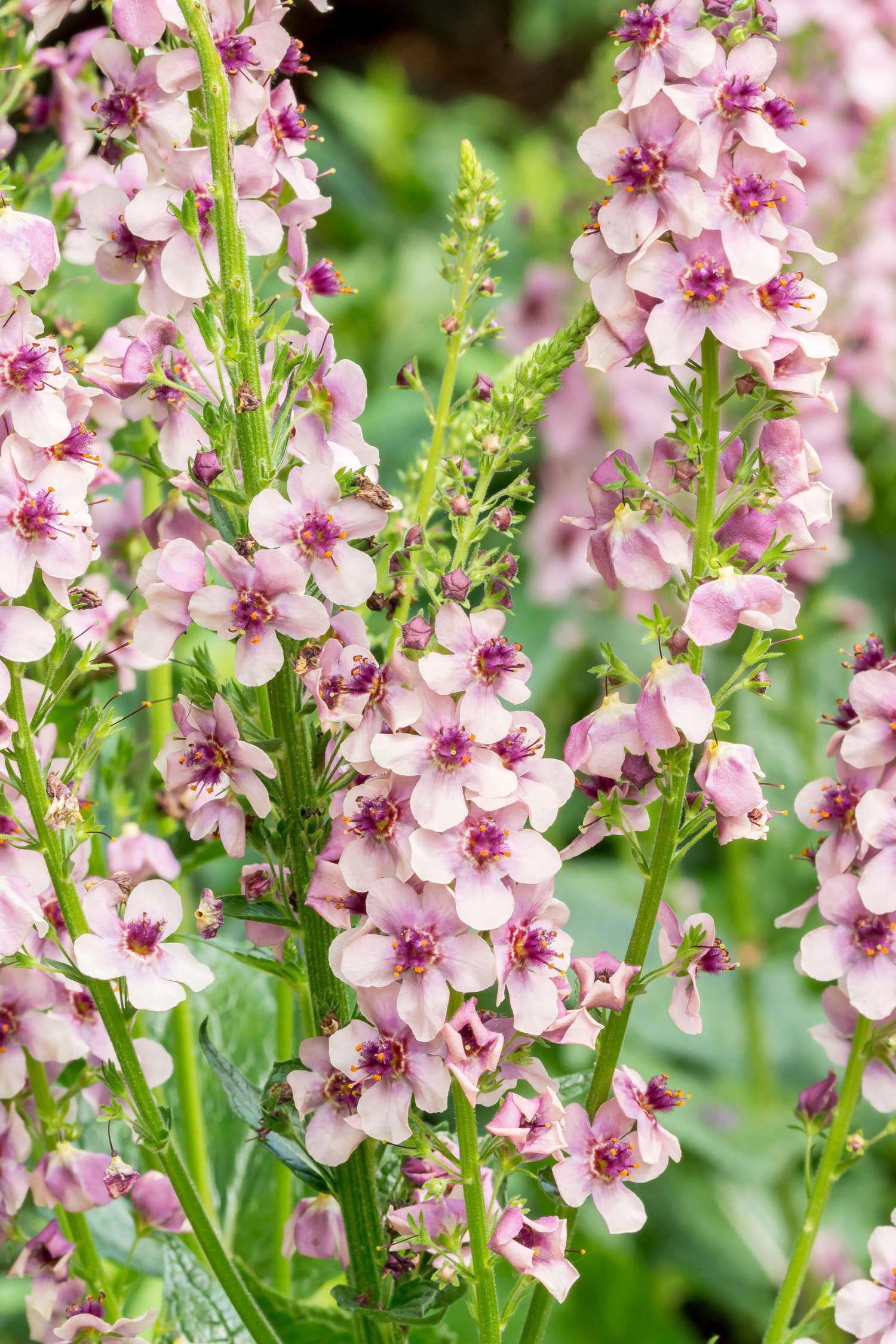 Toorts 'Southern Charm' (zaden)