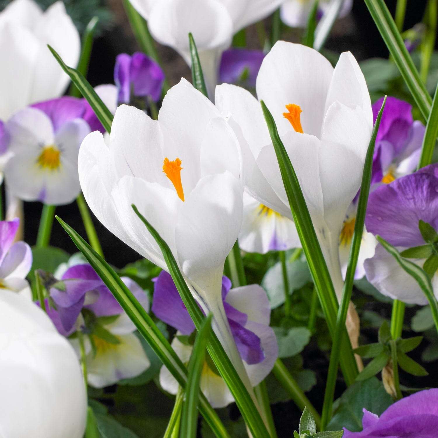 Krokus 'Jeanne d'Arc'