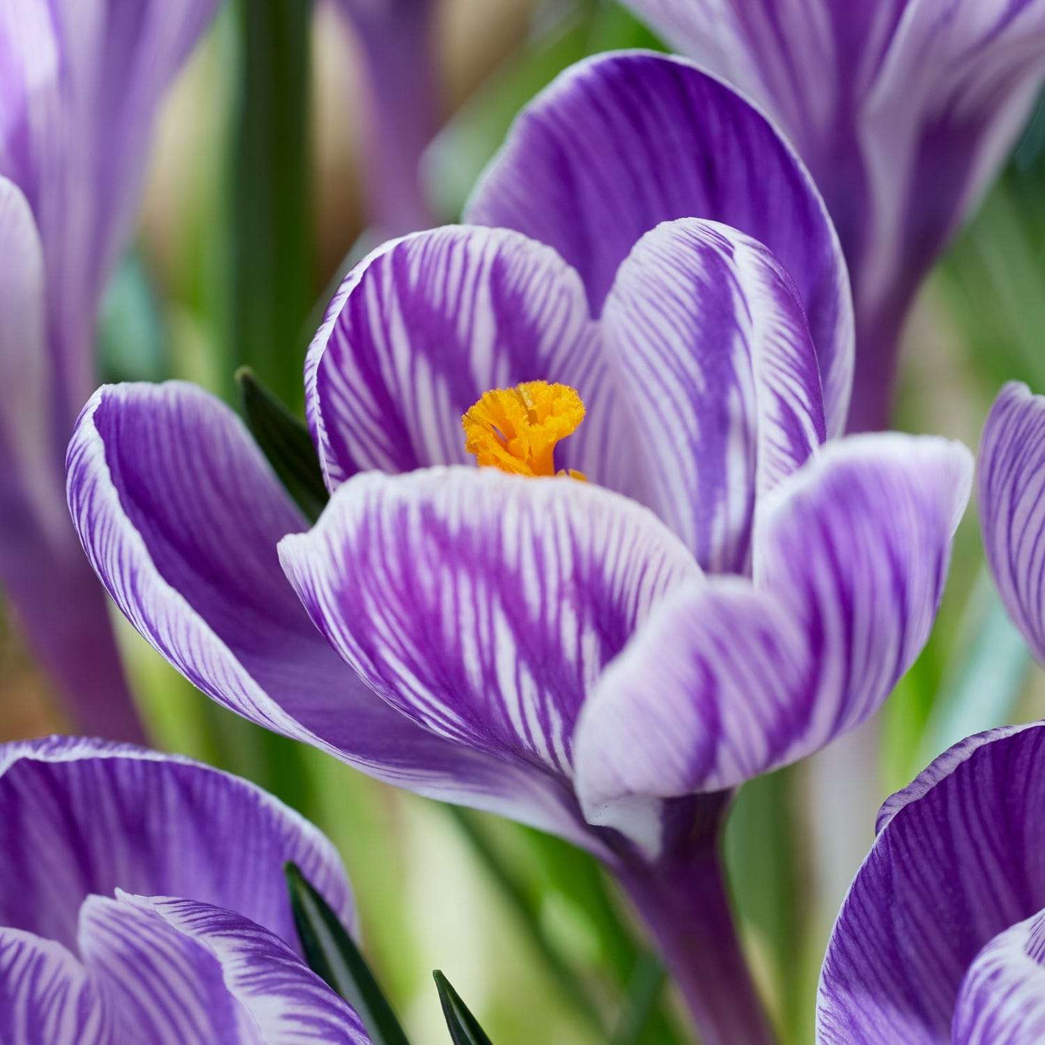 Krokus 'Pickwick'