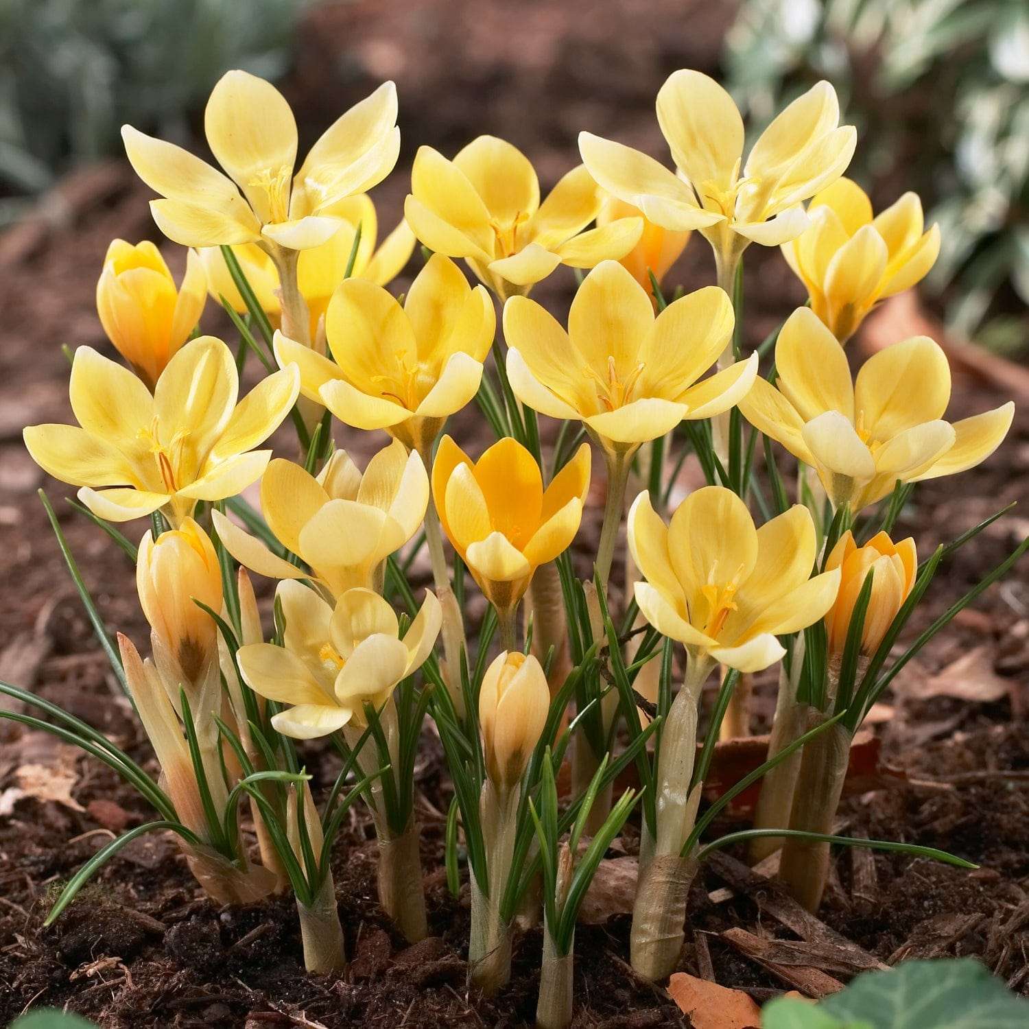 Krokus 'Romance'