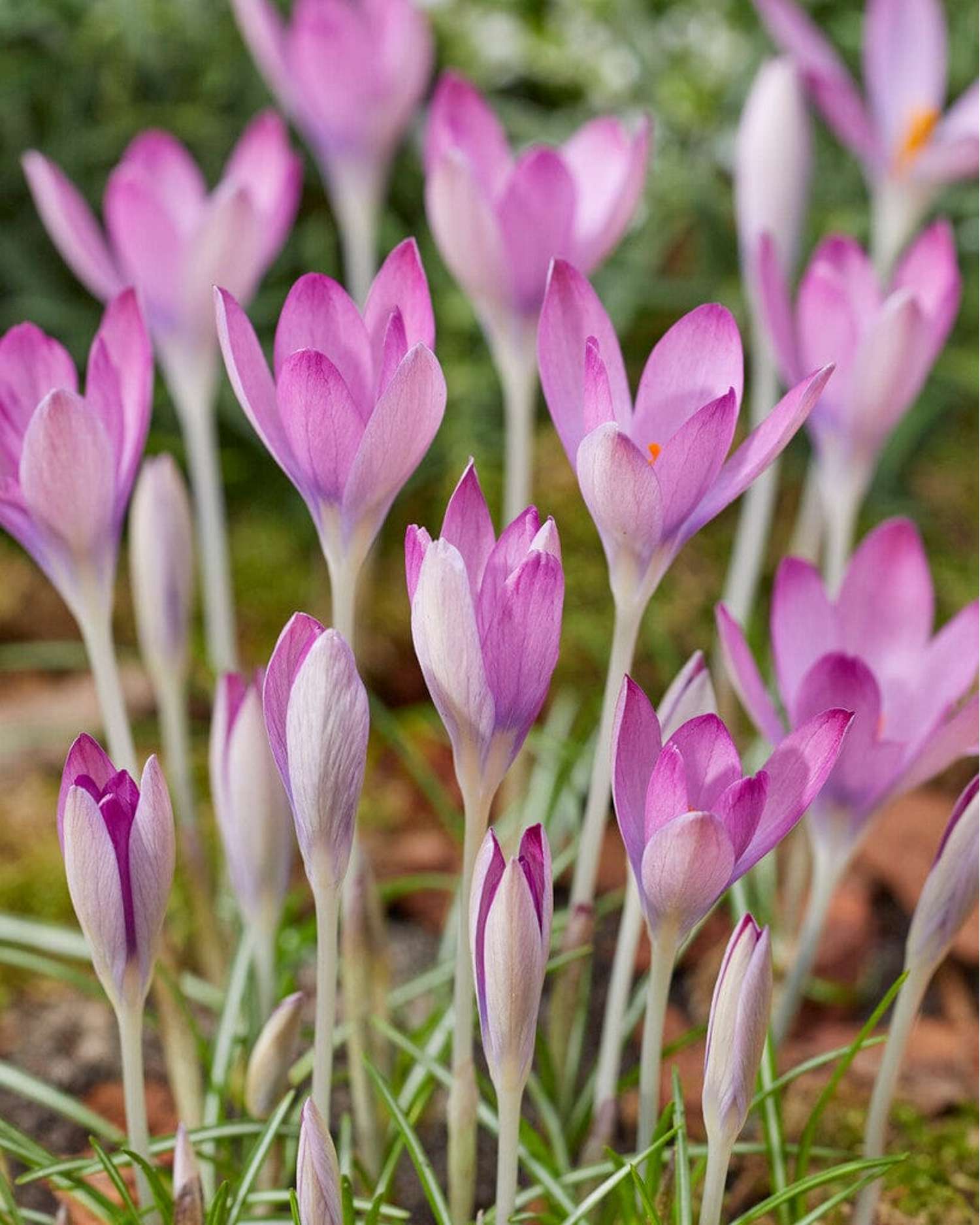 Krokus 'Roseus'