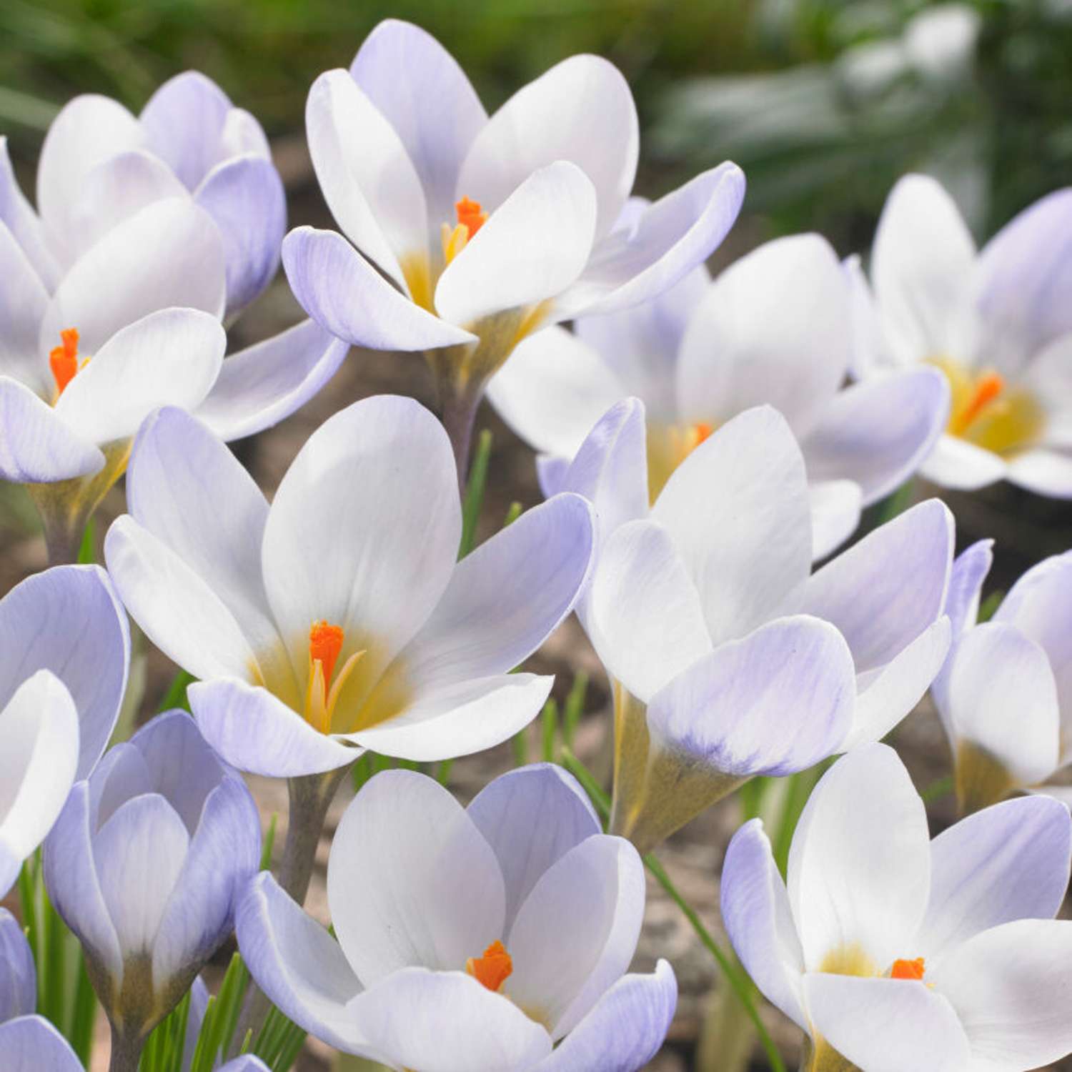Krokus 'Blue Pearl'