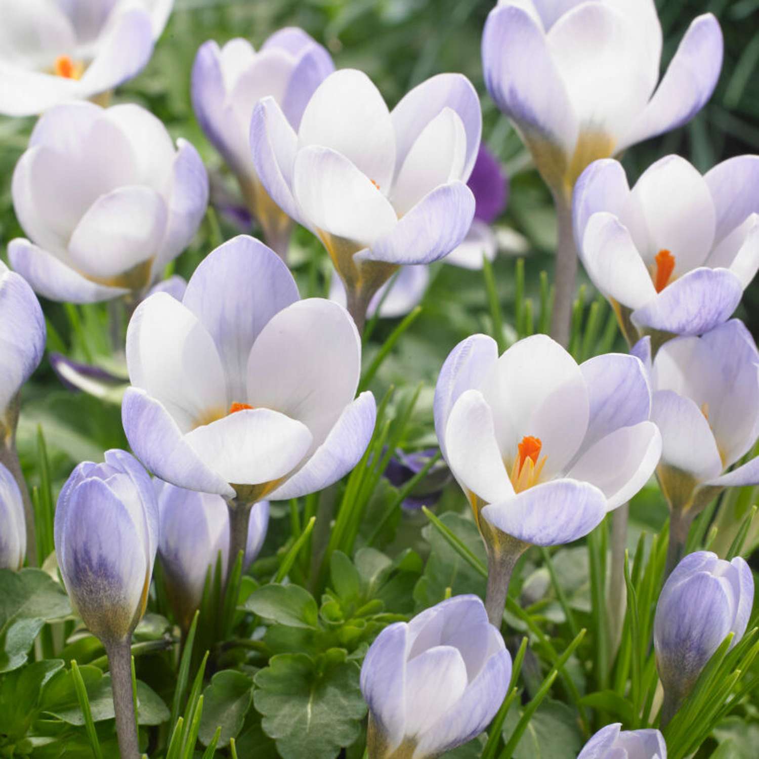 Krokus 'Blue Pearl'