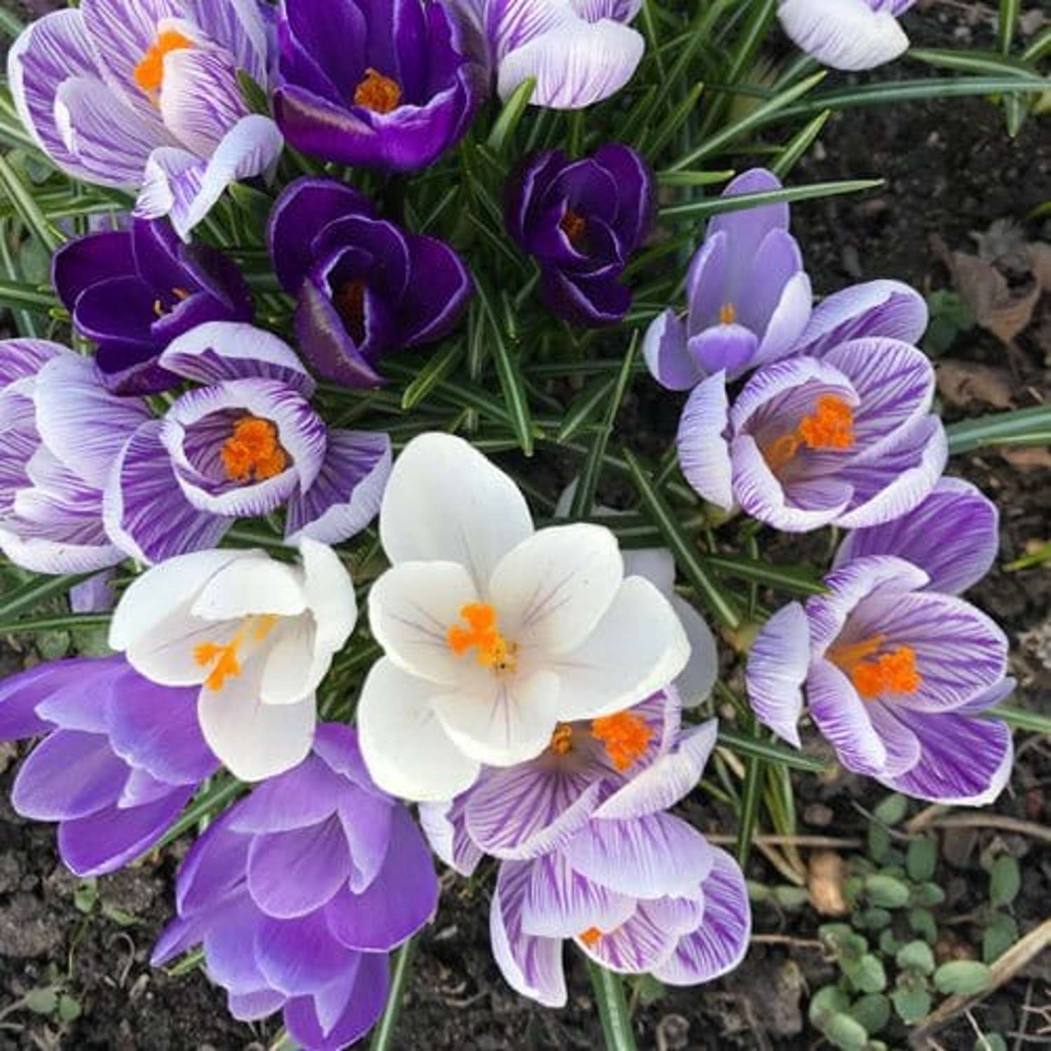 Krokusmengsel 'Blue Sky'