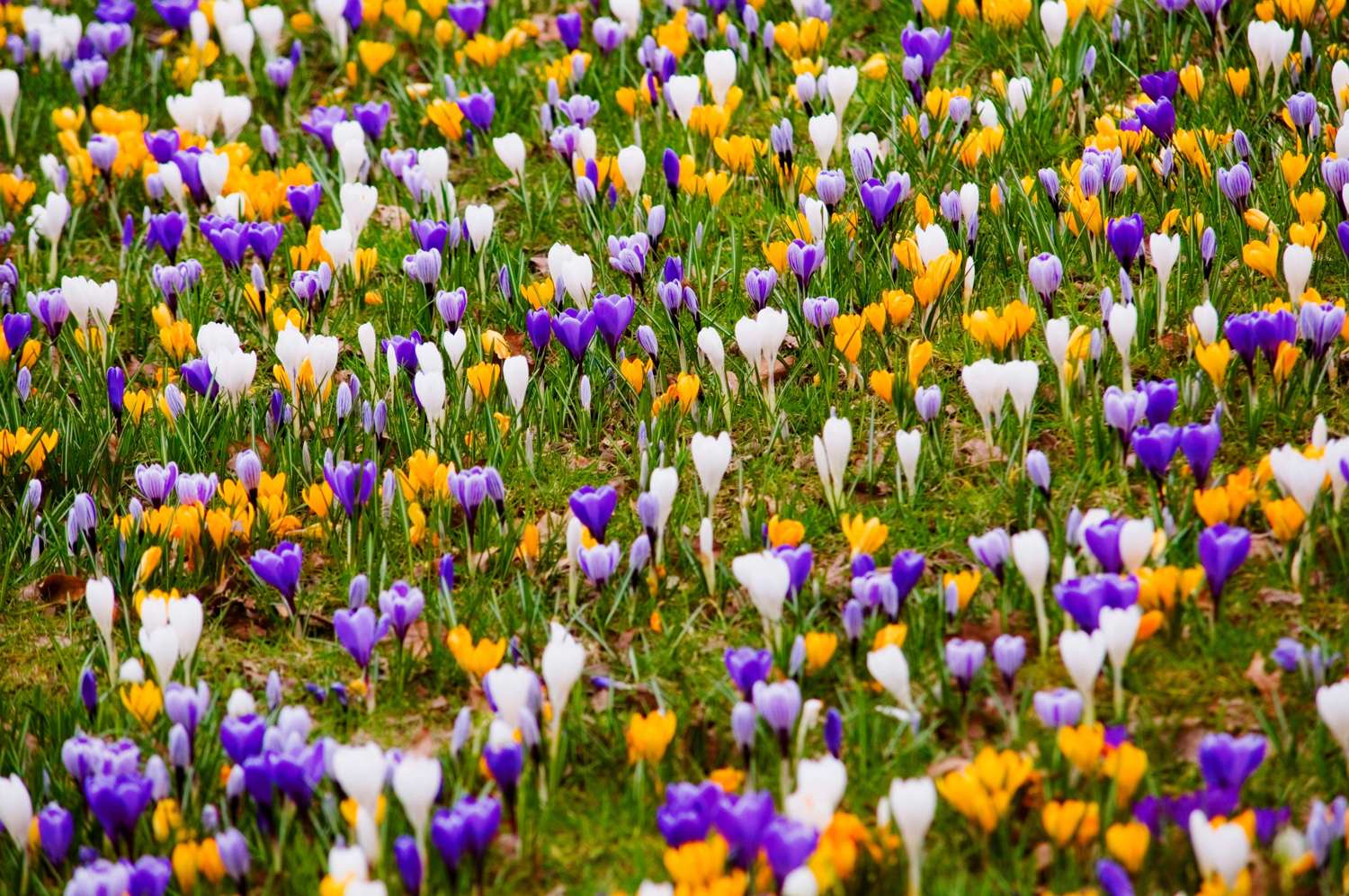Krokusmengsel 'Favorites'