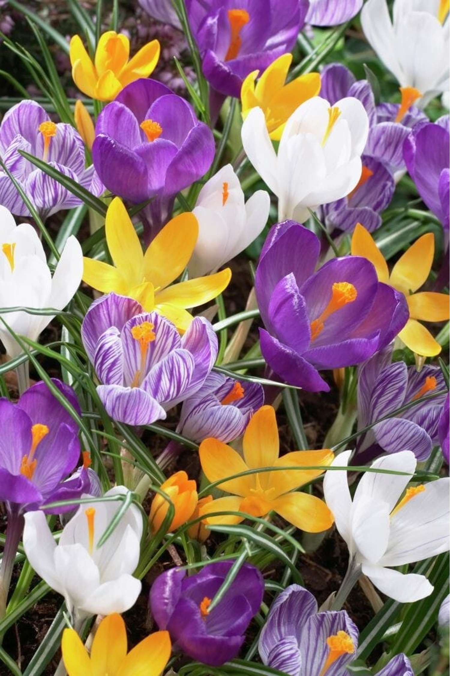 Krokusmengsel 'Favorites'