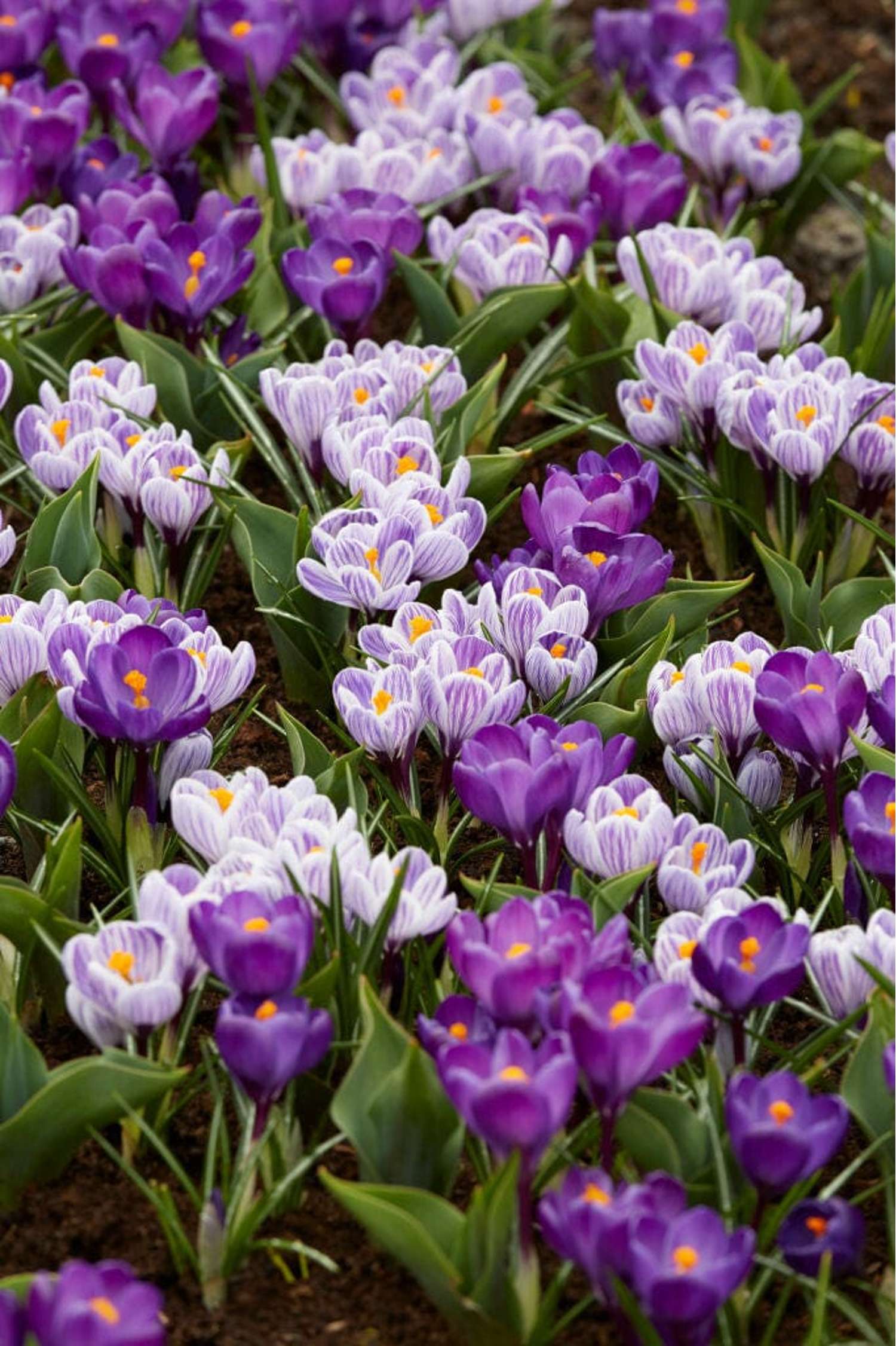 Crocus mengsel 'Spring Stripes'