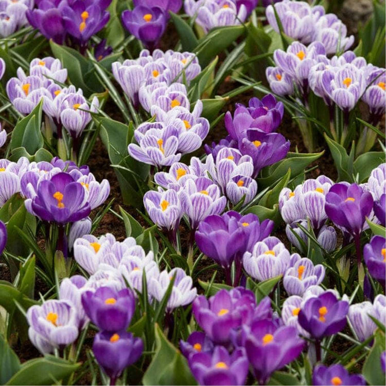 Crocus mengsel 'Spring Stripes'