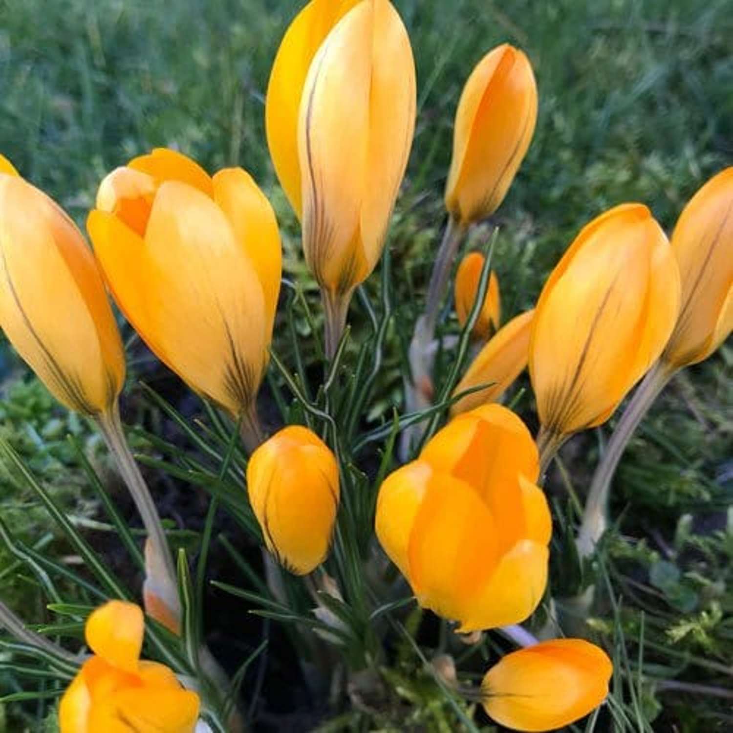 Krokus geel