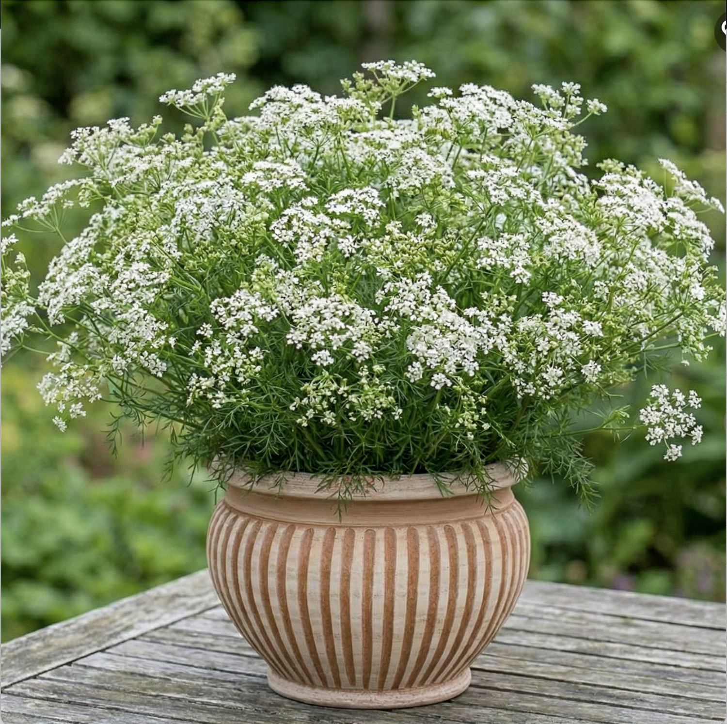 Karwij (BIO zaden)