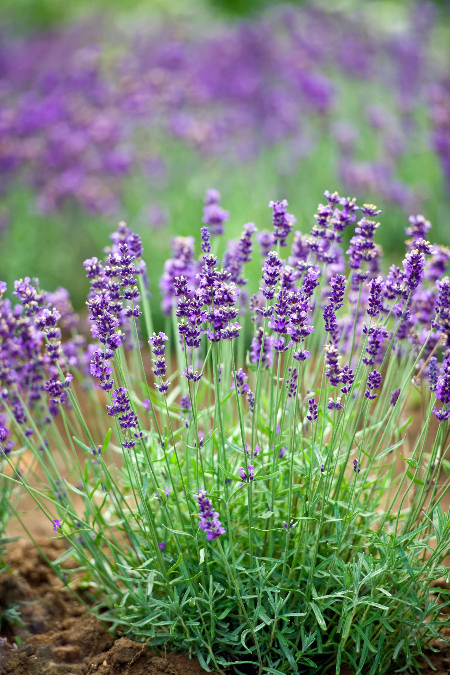 Lavendel (zaden)