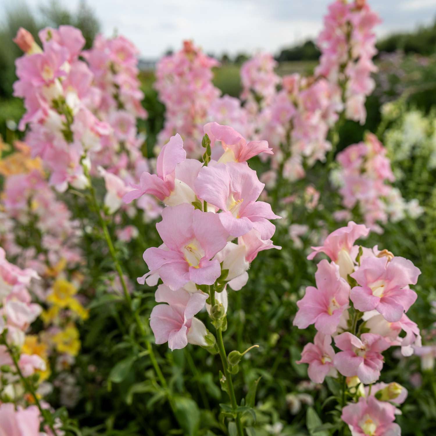 Leeuwenbek 'Doubleshot Appleblossom' (zaden)