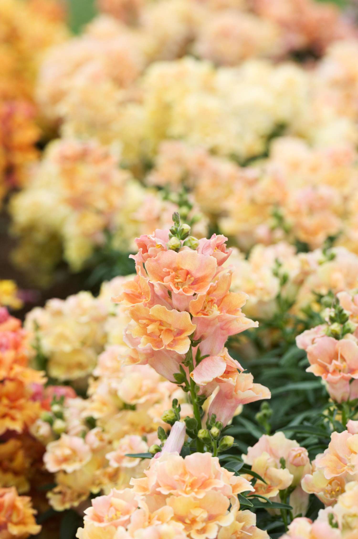 Leeuwenbek 'Doubleshot Peach' (zaden)