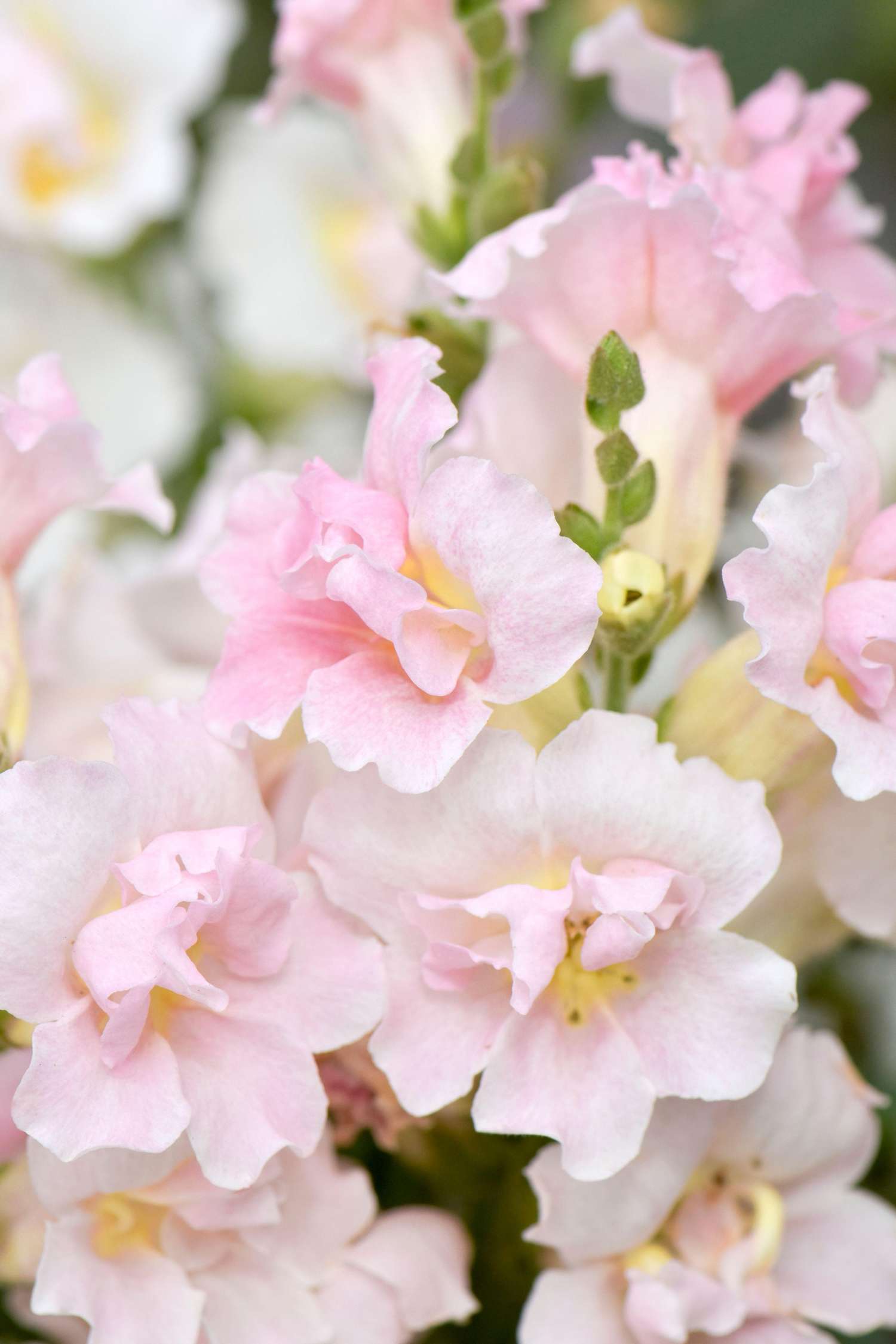 Leeuwenbek 'F1 Twinny Appleblossom' (zaden)