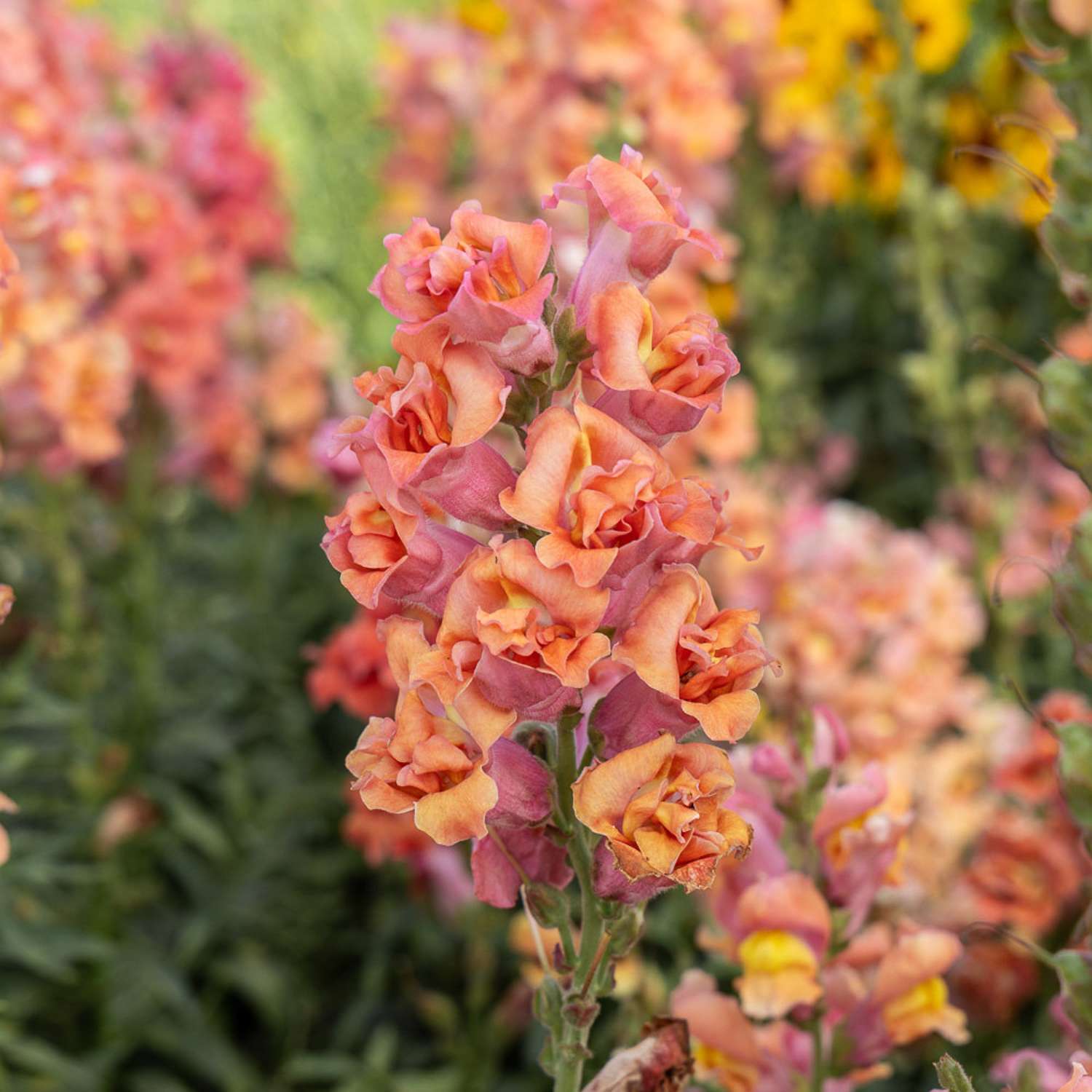 Leeuwenbek 'Madame Butterfly Bronze' (zaden)