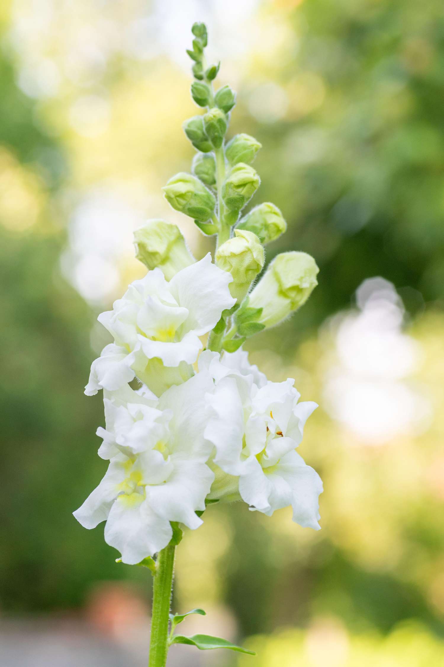 Leeuwenbek 'Madame Butterfly Ivory' (zaad)
