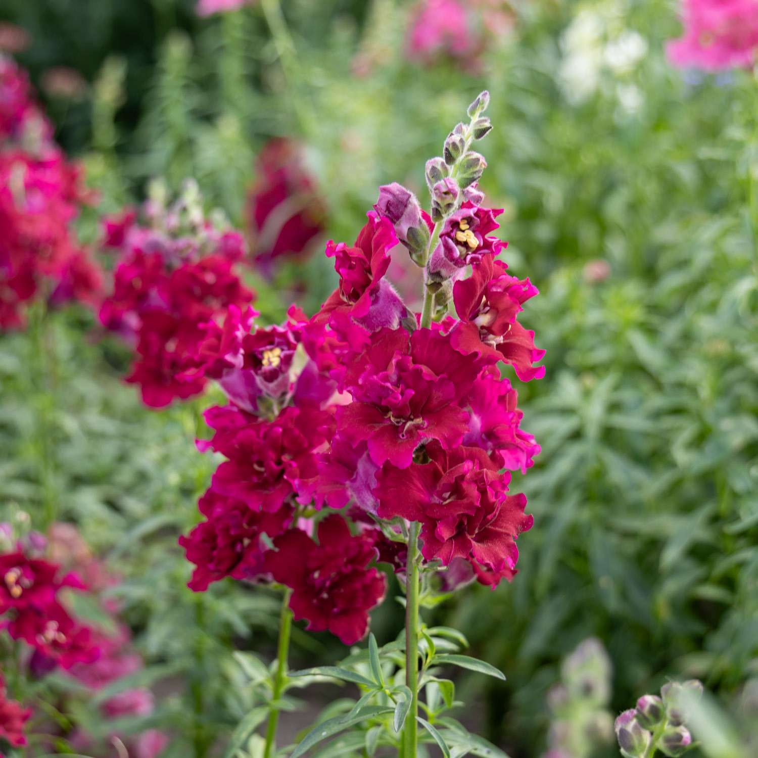 Leeuwenbek 'Madame Butterfly Rød' (zaad)